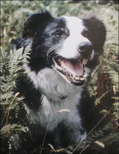 Comment parler du Club des Cinq sans parler de Dagobert ! Mais, au fait, qui lui prête sa voix ?