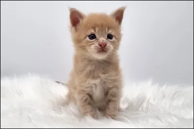 Salut, merci de faire ce test mais bon si vous êtes là ce n'est pas pour m'écouter parler mais pour savoir si vous êtes un guerrier ou un apprenti. Commençons : tu es un chaton, qui veux-tu avoir comme mentor ?