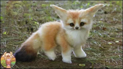 Te sens-tu prêt(e) pour avoir un animal de compagnie ?