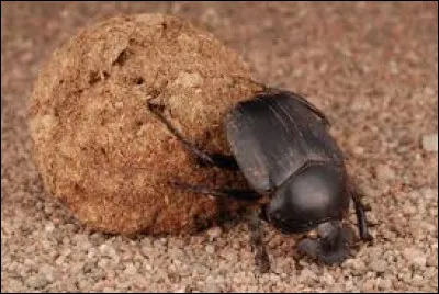 Que faut-il ajouter à "bou" pour obtenir le nom de cet insecte noir ?