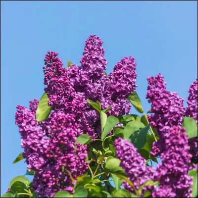 Durant quelle période le lilas commun rentre-t-il en pleine floraison ?
