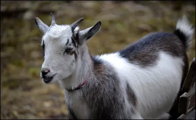 Quel acteur a joué dans un film portant le même nom que ce bel animal ?