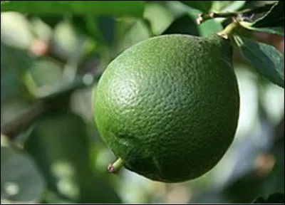 Quel est le nom de ce fruit, un agrume vert, juteux et acide ?