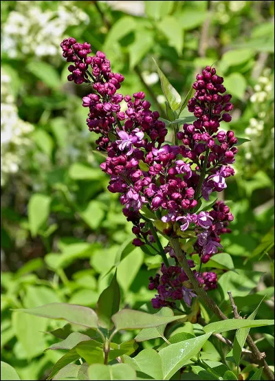 Quel est le nom de cet arbrisseau qui produit des fleurs violettes ou blanches ?