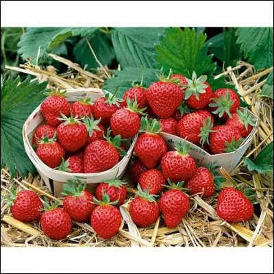 Qui a dit : "pour enchaîner les peuples, on commence par les endormir" ?