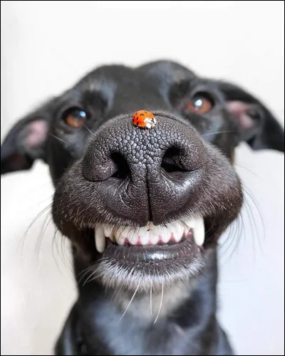 A quelles dents les crocs des animaux correspondent-ils ?