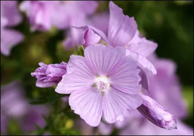 De quelle couleur sont ces fleurs ?