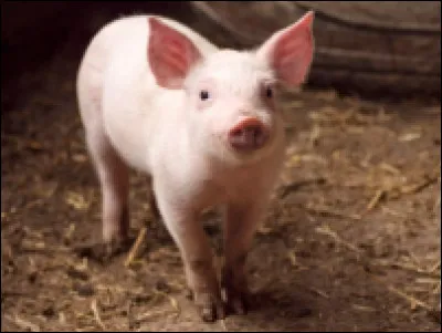 De quelle couleur est cet animal ?