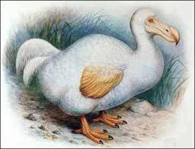 Avant sa disparition, le dodo vivait-il uniquement sur l'île Maurice ?