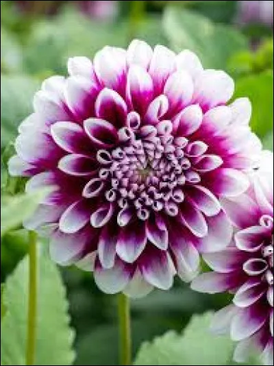 La fleur présente sur la photo est-elle un dahlia ?