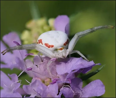 Quel est l'autre nom de l'araignée-crabe ?