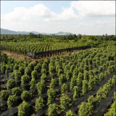 Quel est le nom de ce poivre cultiv&eacute; au Cambodge ?