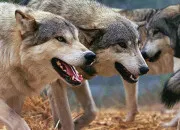 Quiz Loup : chasse et alimentation !