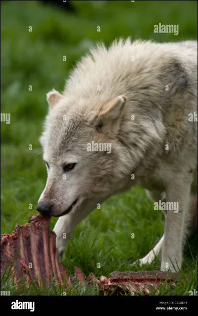 Le loup est...