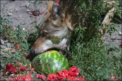 Est-ce que le loup mâche sa nourriture ?