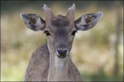 Quelle est la part des ongulés dans le régime alimentaire du loup ?