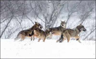 Quel facteur paraît bien contribuer au succès des chasses d'une meute ?