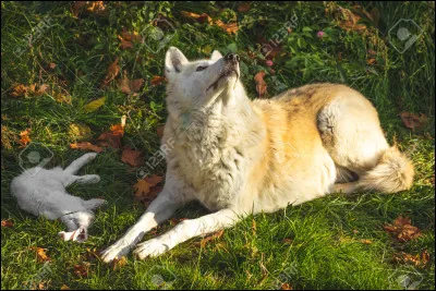 Que fait le loup de temps à autre ?