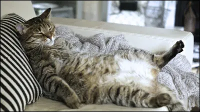 Tu dois nettoyer les tiques des anciens.