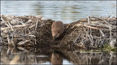 Avec qui Pelage de Lion et Aile de Colombe voyagent-ils ?