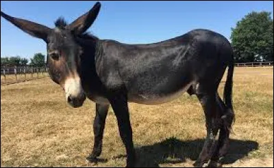 Comment s'appelle le petit d'un âne et d'une jument ?