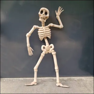 Dans quelle partie du corps trouve-t-on le métacarpe ?