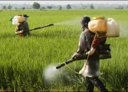 Quiz La guerre des pesticides
