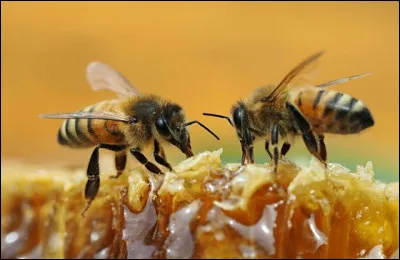Outre la santé pour l'homme, quelle étude réalisée en 2019 prouve que l'agriculture biologique améliore les performances du miel des abeilles ?