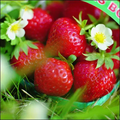 Quel est le nom de ce fruit sucré au goût de la fraise des bois ?