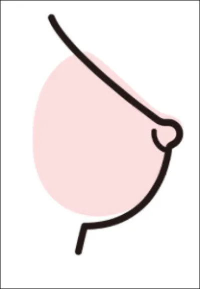 Quel est le nom de la partie saillante située à l'extrémité du sein ?