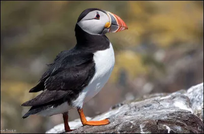Quel est le nom de cet oiseau marin noir et blanc ?