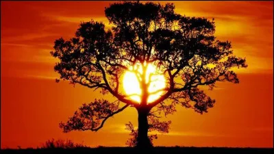 Quel metteur en scène a réalisé le long-métrage intitulé "L'Arbre de vie", joué par Brad Pitt ?