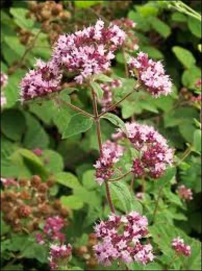 "en passant par la Lorraine", ne voilà-t-il pas que le fils du roi l'aime, que lui a-t-il offert ?