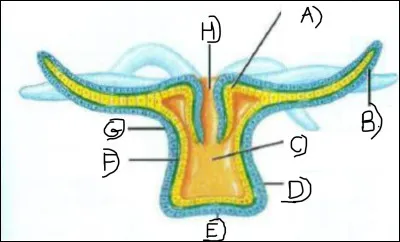 À quoi correspond ce schéma ?
