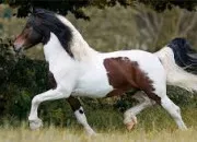 Quiz Savoirs sur les chevaux - 1