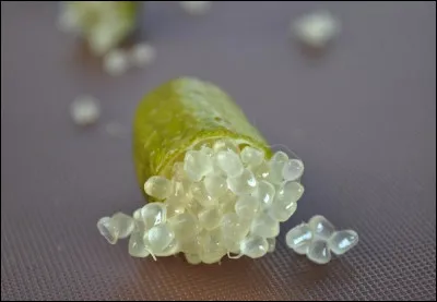 Quel est le nom de ce citron ?