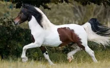 Quiz Chevaux