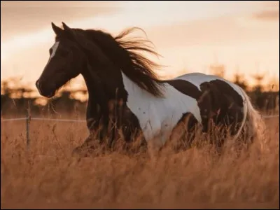 Comment s'appelle la chose dans la bouche du cheval ?