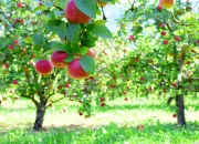 Quiz Botanique - Les arbres fruitiers