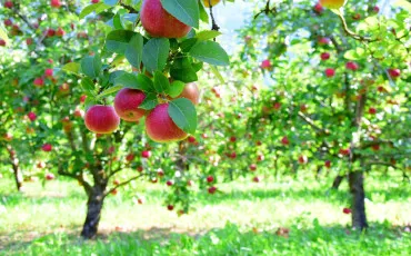 Quiz Agriculture