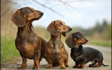 Quiz Animaux