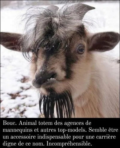 Le mâle chèvre est un...