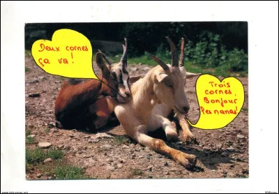 Le petit de la chèvre est un...