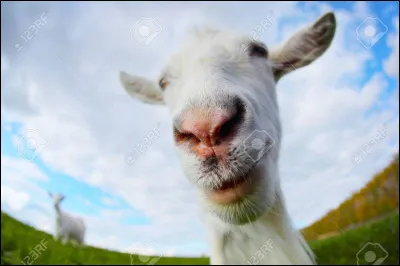 Une chèvre vit environ jusqu'à quel âge ?