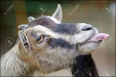 Lorsque le chevreau naît, la mère lui fabrique un lait spécial. 
Quel est-il ?