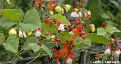 Le Haricot d'Espagne, Haricot écarlate ou Haricot-fleur est une espèce de plantes à fleurs de la famille des Fabacées. C'est une plante herbacée vivace appréciée pour ses fleurs. Quelle est leur couleur ?
