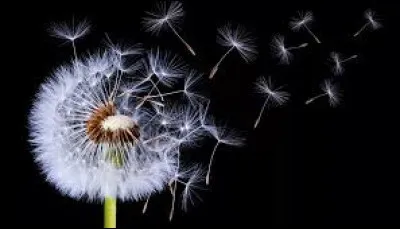 Dans les Charentes, la mogette se consomme avec des couennes et une salade à l'huile de noix. Quel est le type de salade utilisé ?