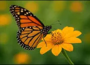 Quiz Vole joli papillon
