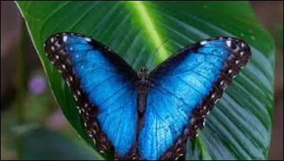 De quel ordre d'insectes fait partie le papillon ?