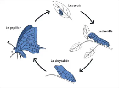 Quel terme désigne le stade final de développement aboutissant au papillon, après l'oeuf, la chenille et la chrysalide ?